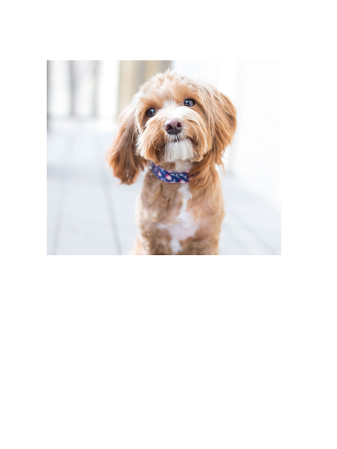 Puppy 2
