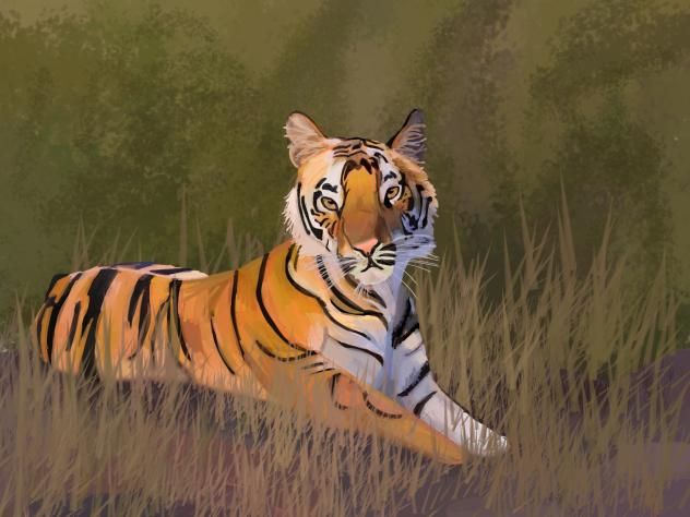 tiger yay