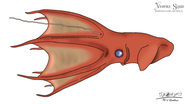Vampire Squid