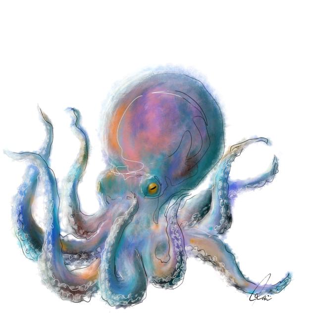 タコ　Octopus