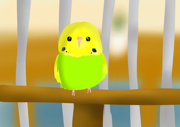 リアルインコ