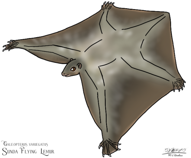 Sunda Flying Lemur