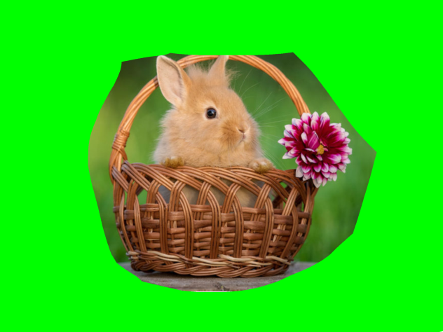 Bunny day September 22