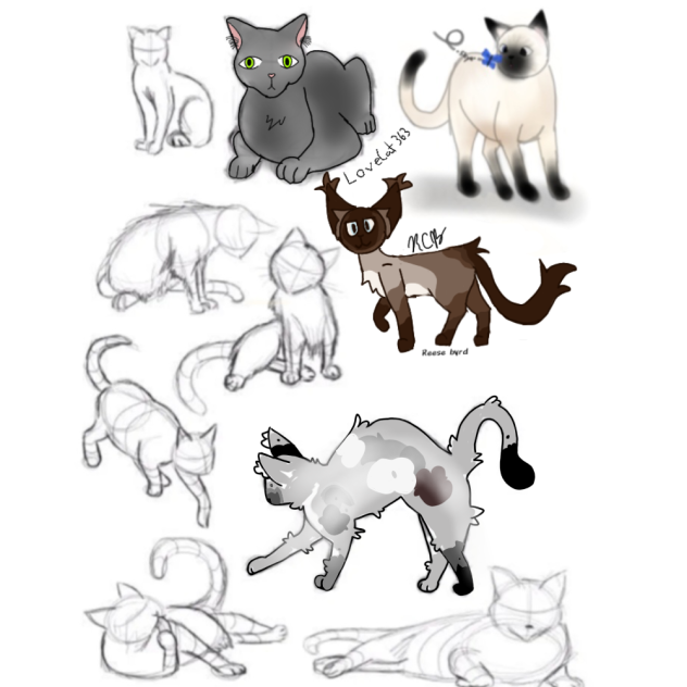 Cat Collab