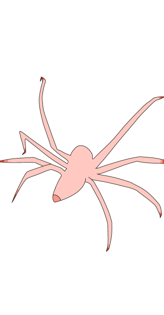 Spider 🙃