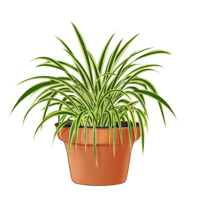 Spider plant