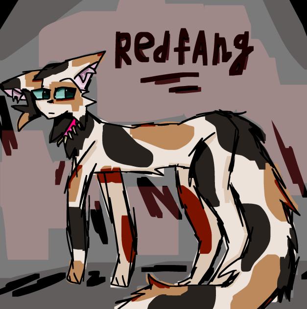 nonamed cat from bloodclan in dark times