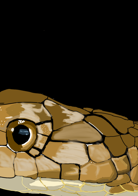 Drawing A Cobra