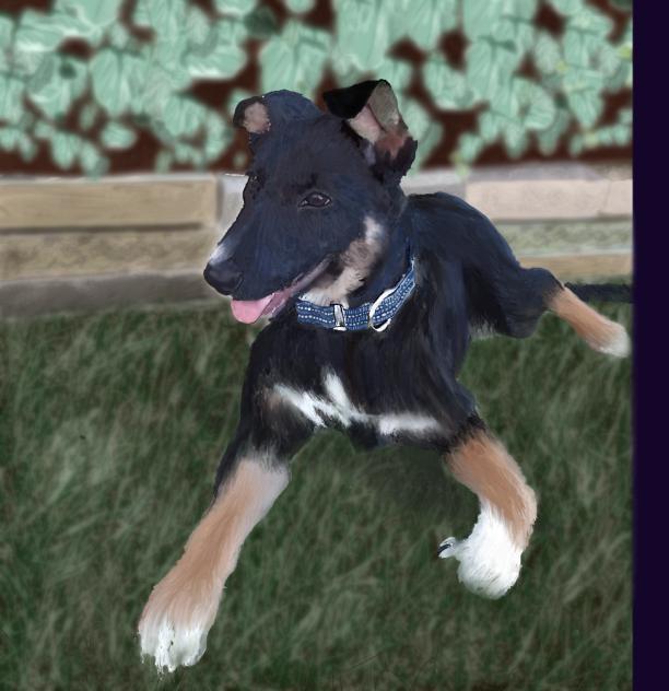 Ellie the dog