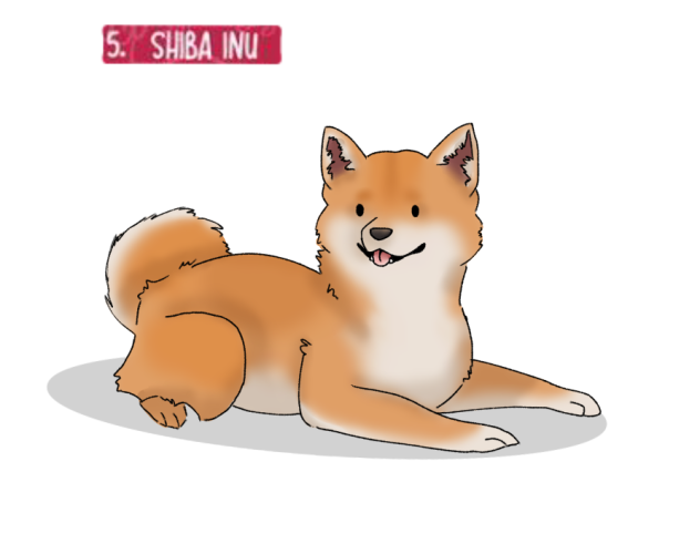 Doggust day 5 - Shiba Inu