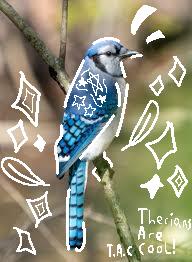 A pic for blue jay therians