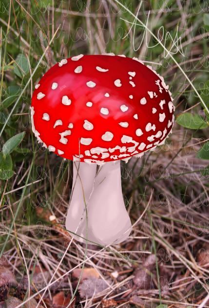 Amanita Muscaria Realism