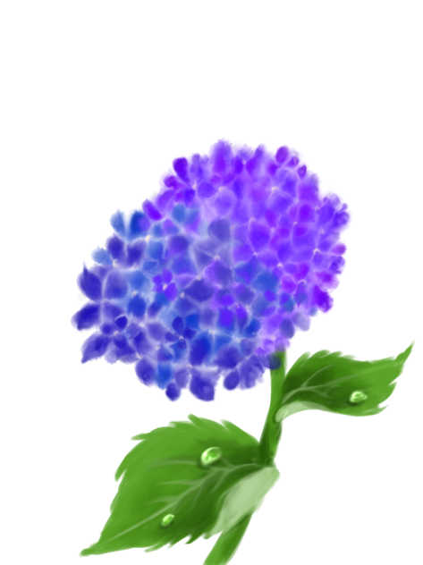 紫陽花 描いてみた