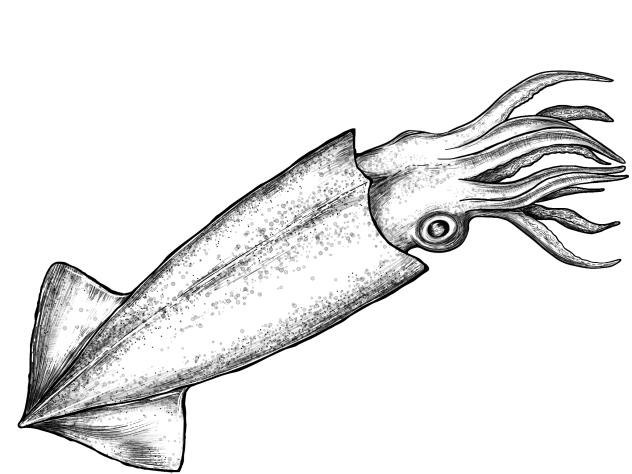 Squid