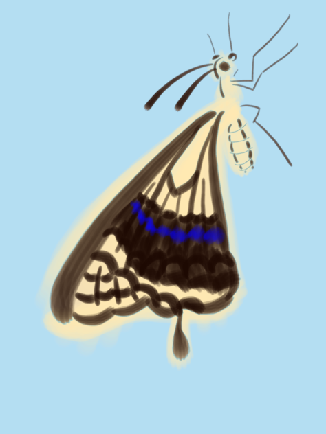 butterfly - ibisPaint
