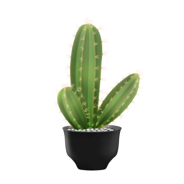 Cactus2