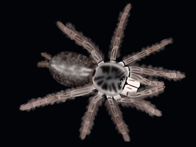 togo starburst tarantula
