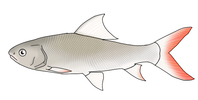 Small-scale Mud Carp2