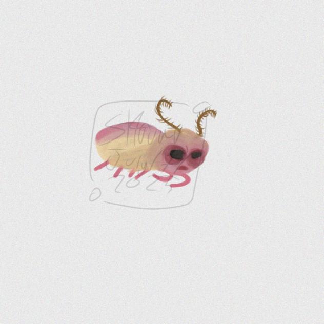 Moth