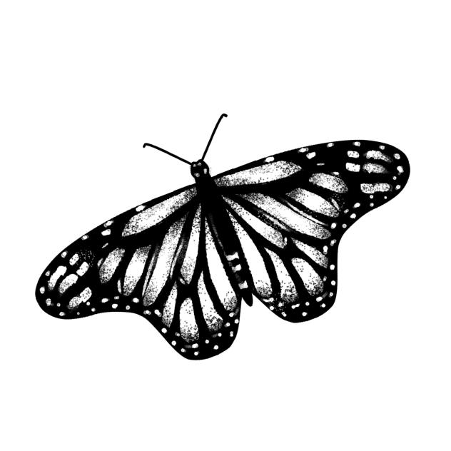 Butterfly2