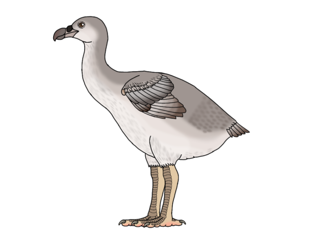 Rodrigues Solitaire female2
