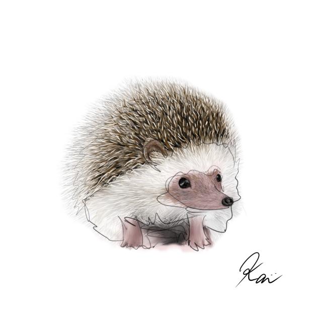 ハリネズミ　Hedgehog