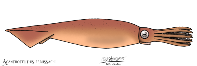 Acanthoteuthis ferussachi