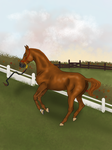 Horse show