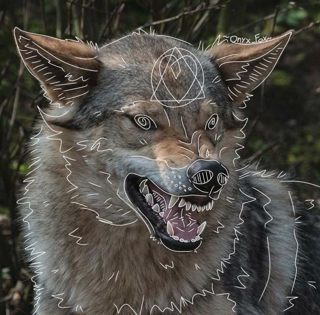 Coyote cambitherian!
