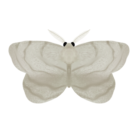 White moth - ibisPaint