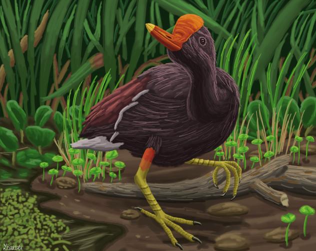 Common Gallinule (Gallinula galeata)