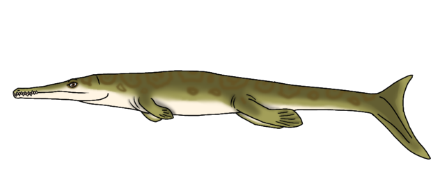 Metriorhynchus brevirostris render