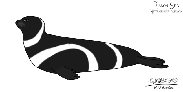 Ribbon Seal male