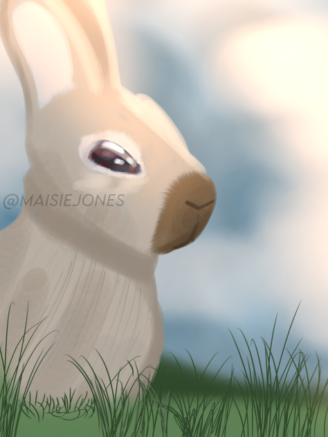 🐰