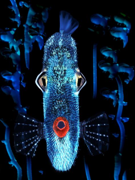 filefish juveline