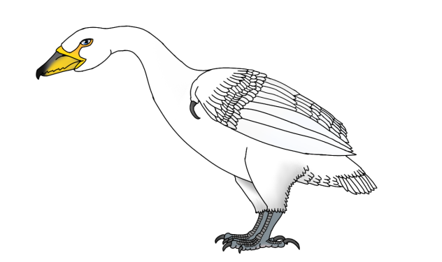 White Cygniaus