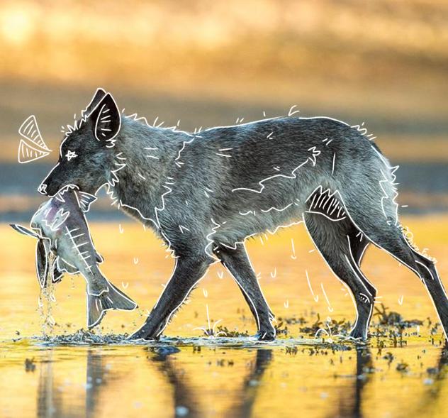 ⭐️Coastal Wolf⭐️