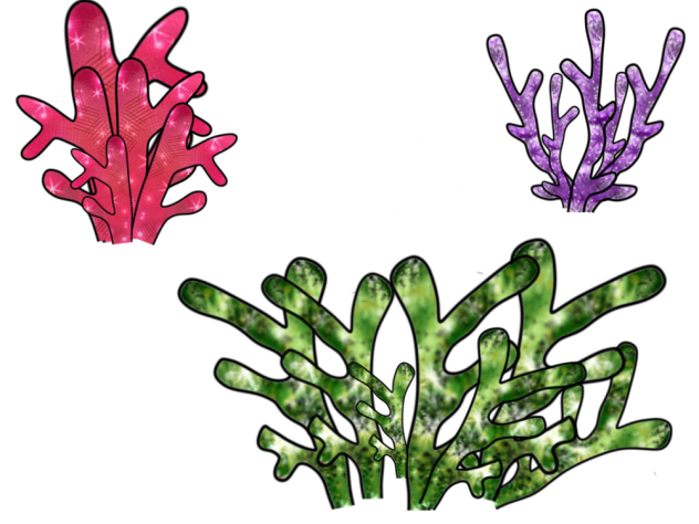 Sea corals