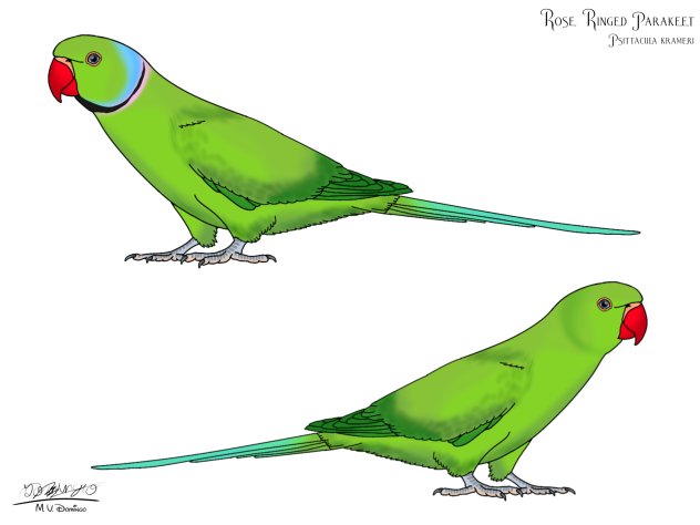 Rose Ringed Parakeet