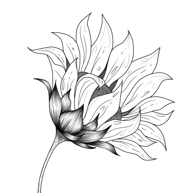 Sunflower 2