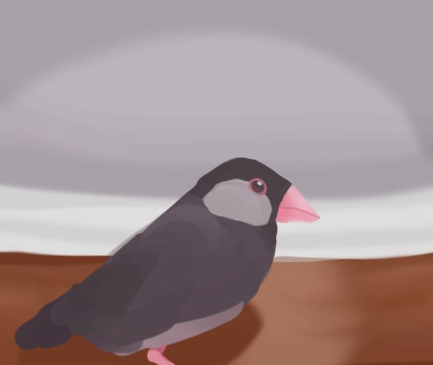桜文鳥