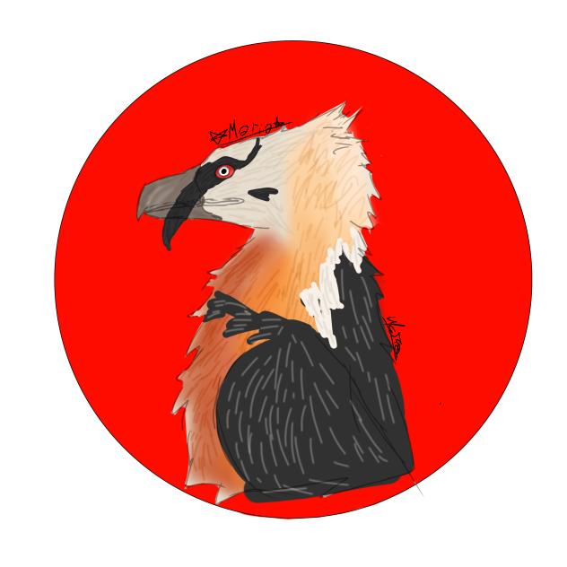Bearded vulture bird pfp