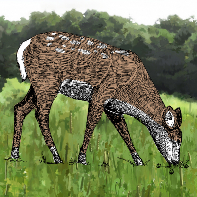 baby deer - ibisPaint