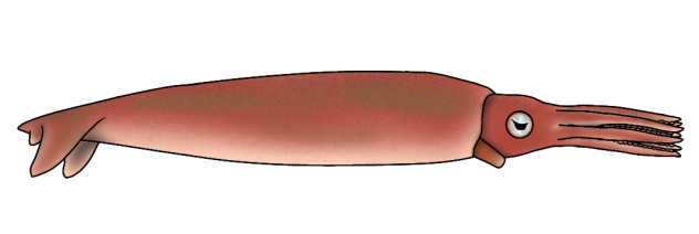 Eromangateuthis soniae render