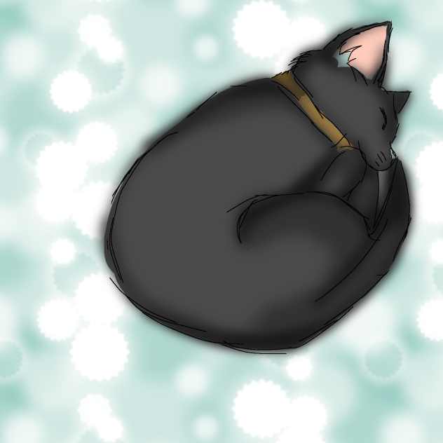 Black cat