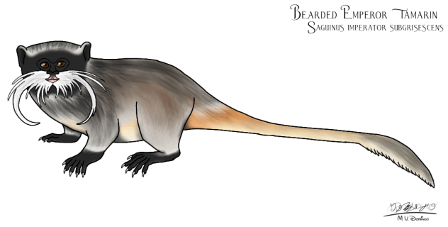 Bearded Emperor Tamarin