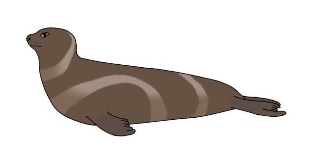 Ribbon Seal female2