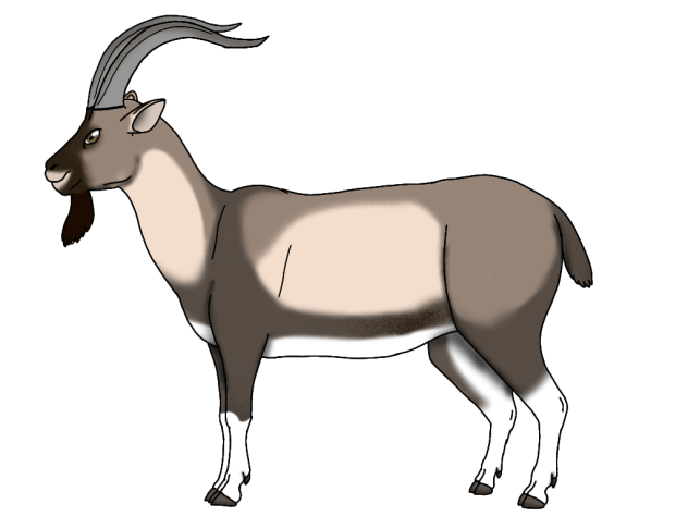 Chiltan Ibex render