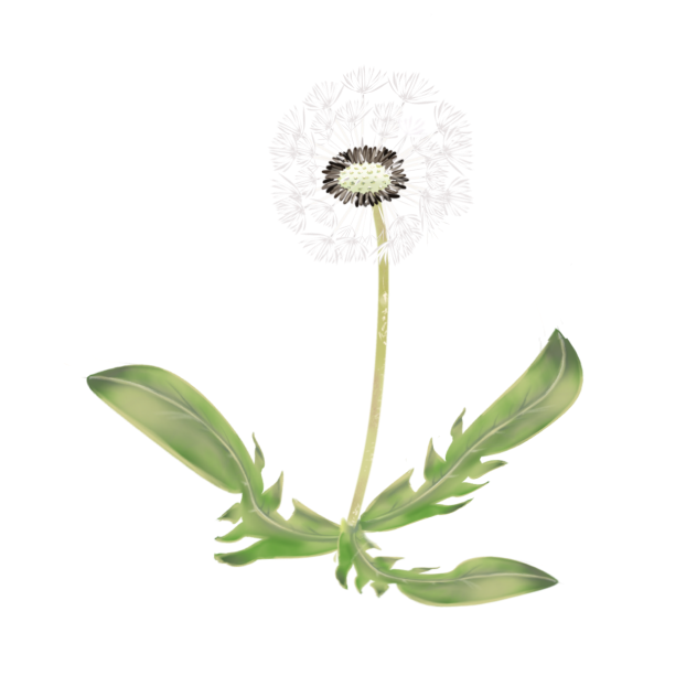 綿毛タンポポ