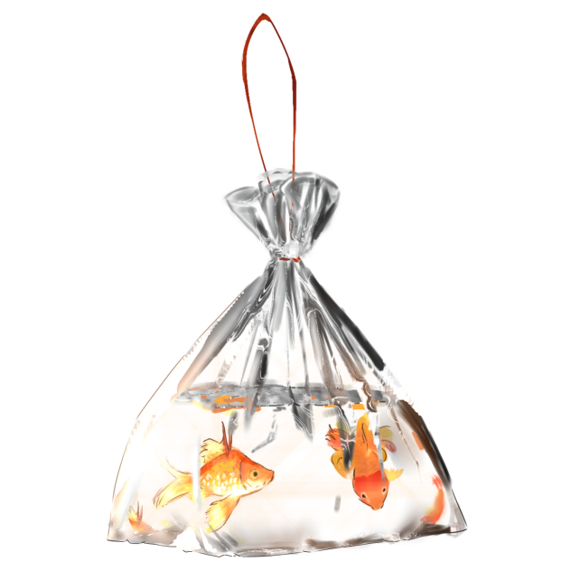 goldfish in plastic bag 3